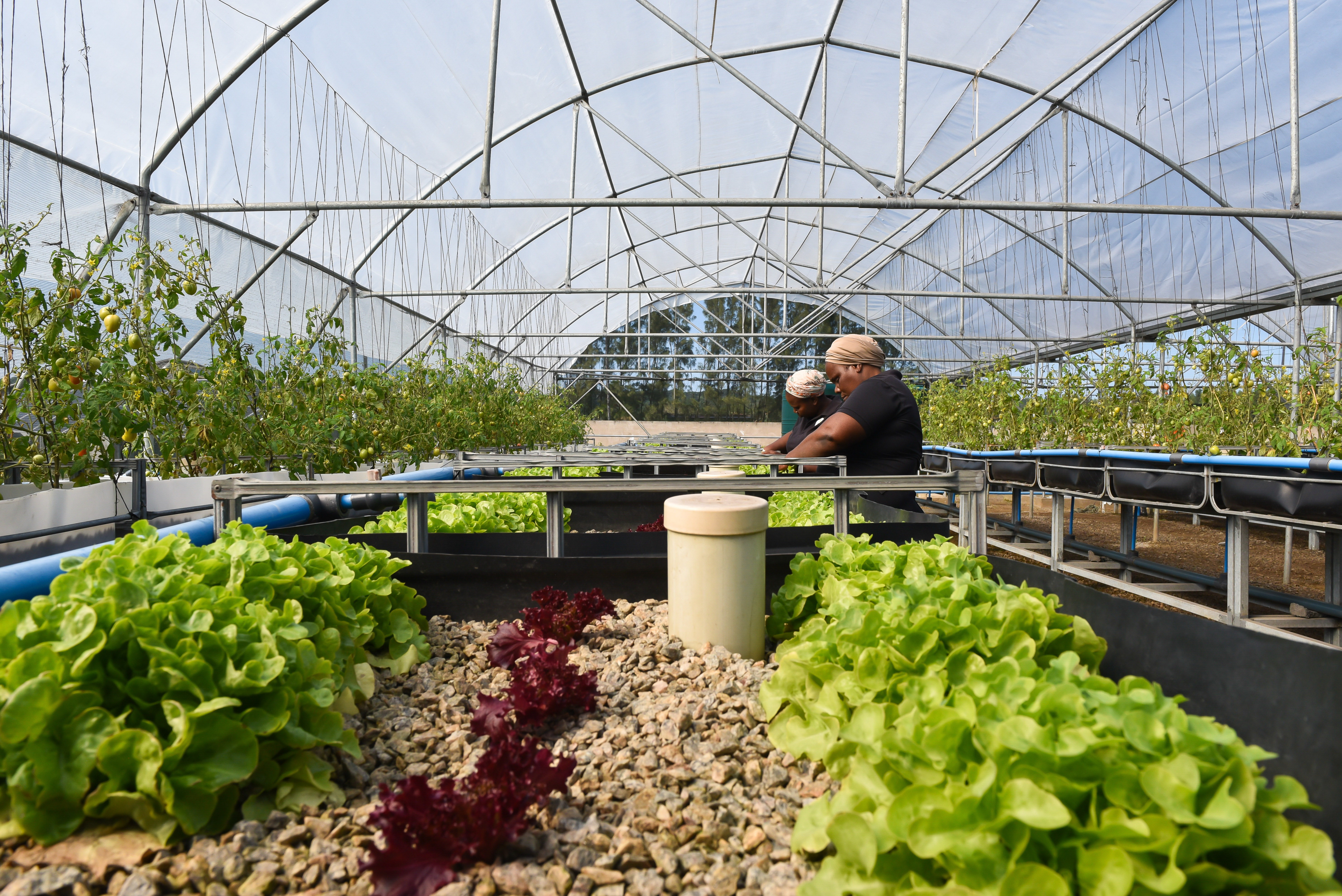 Lettuce harvest